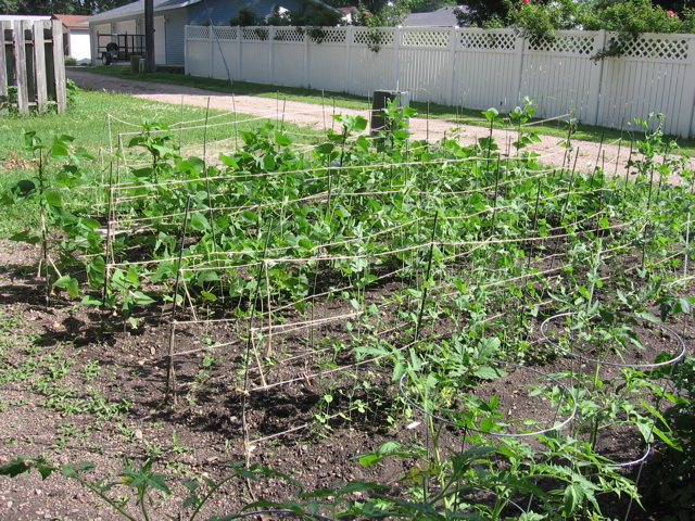 July 13th - peas and beans