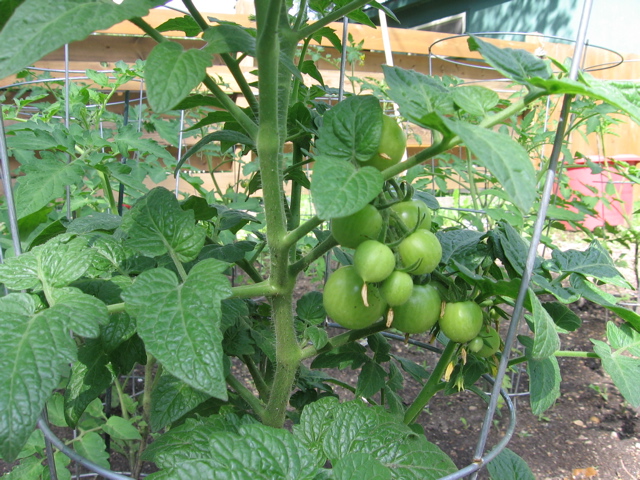 Tomatoes
