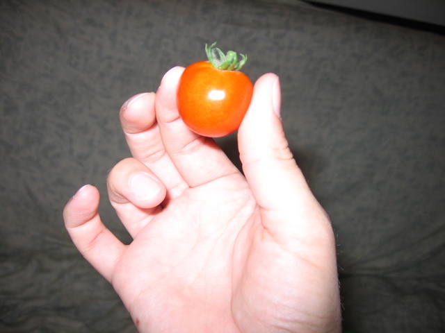 Cherry tomato