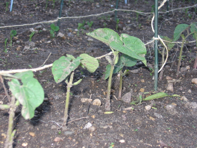 Beans - June 15