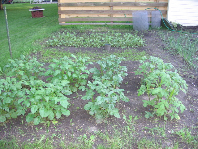 Potatoes, carrots, radishes - June 15