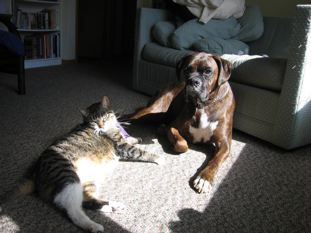 George and Puck, sunshine buddies