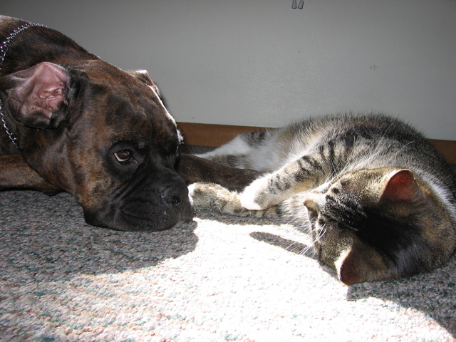 Two kitties, sunbathing