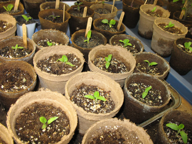 More eggplants