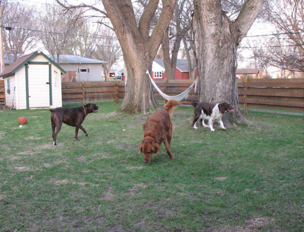 Puck, Nigel, Jessie