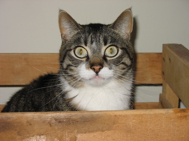 George in a Box