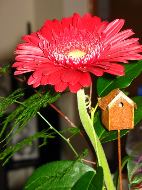 Liz got me a flower for my birthday