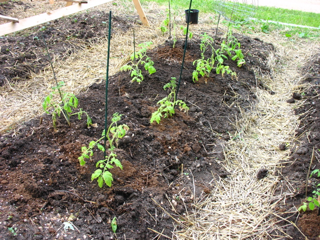 Tomatoes