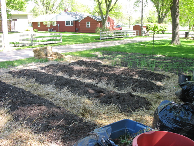 Raised beds in the back garden